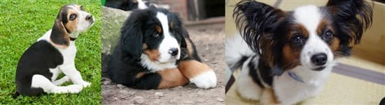 dogs-colored-like-the-beagle 